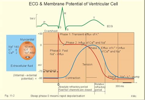 ecg validity period philippines|Evidence.